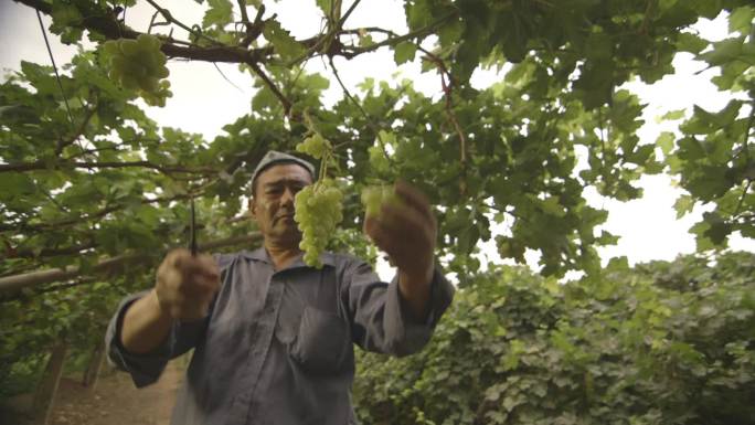 新疆果农采摘葡萄