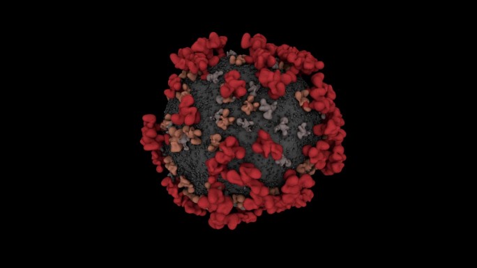 冠状病毒细胞的循环动画