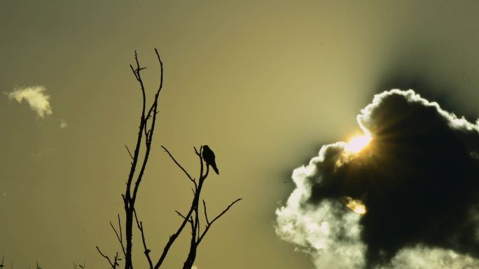 夕阳候鸟 五彩云 延时