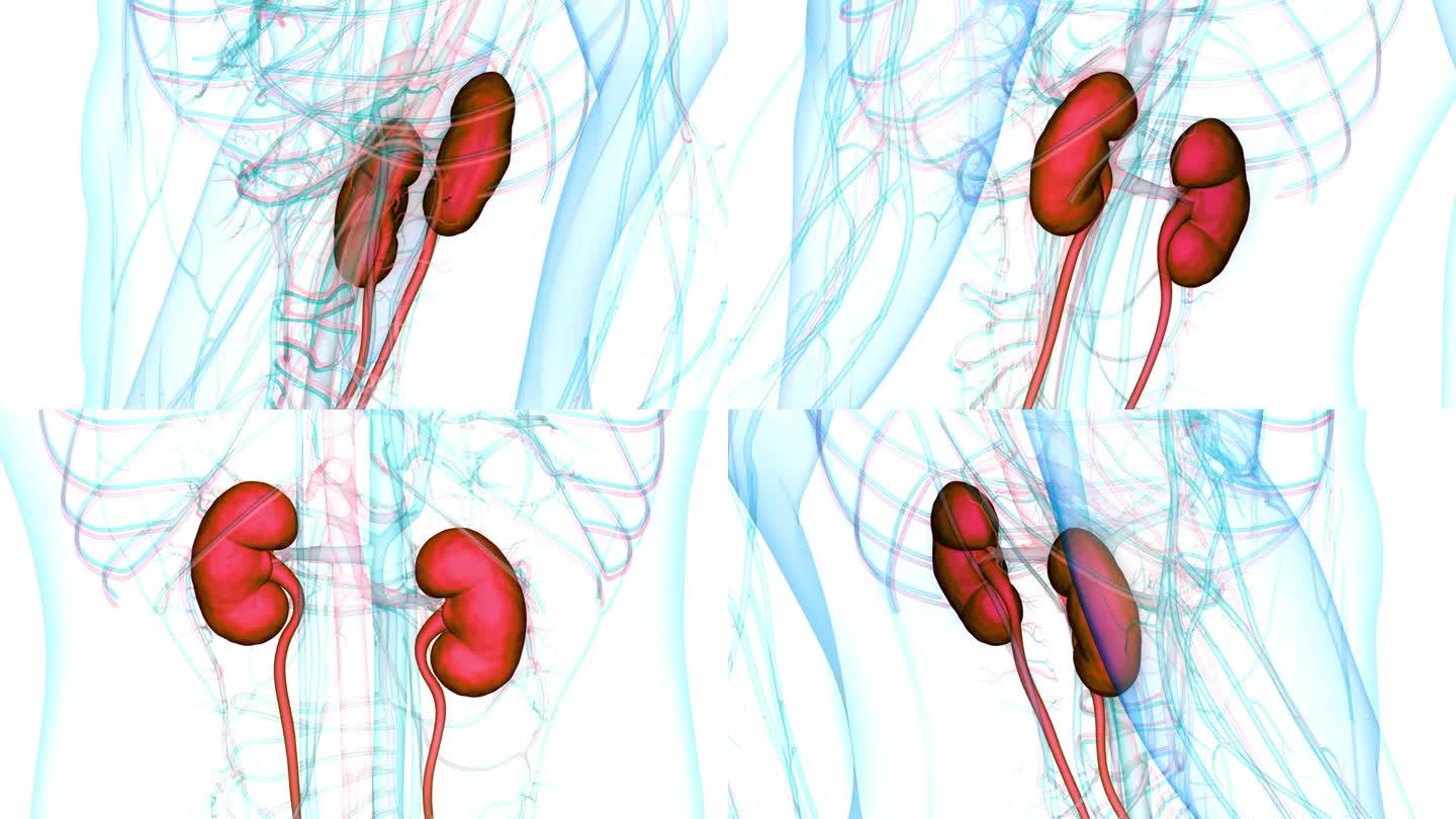 人体泌尿系统肾脏解剖动画概念