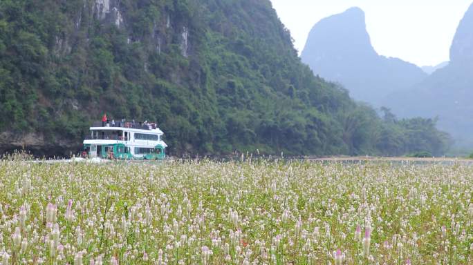 行驶在漓江花海上的游轮