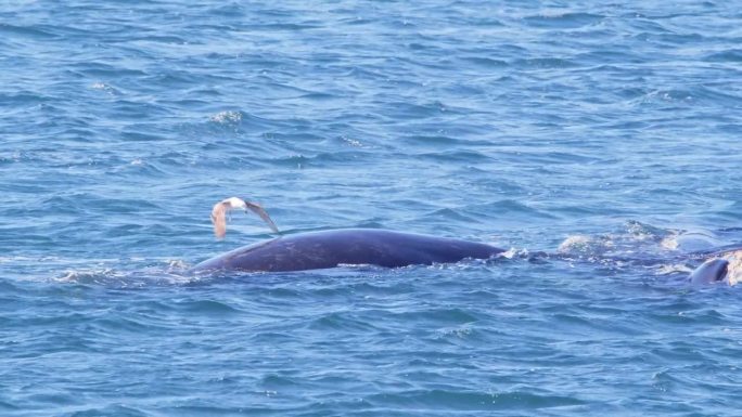 一只海鸥在露脊鲸上空盘旋，试图从鲸的背上抓一口东西