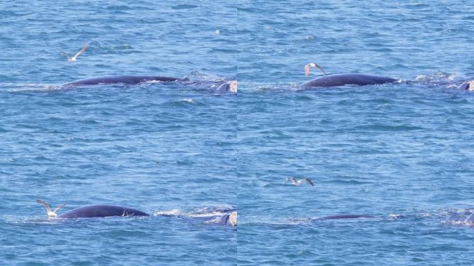 一只海鸥在露脊鲸上空盘旋，试图从鲸的背上抓一口东西