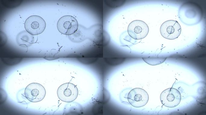 现实细胞分裂4循环