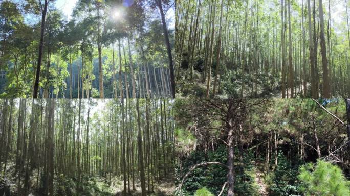 广西森林 桉树 经济林 森林