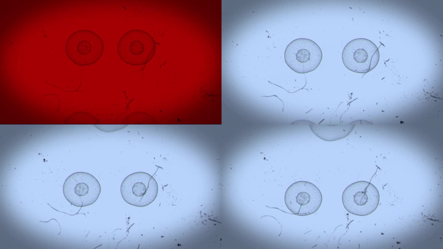 现实的细胞分裂红灯3环
