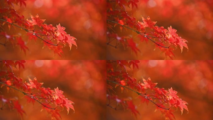 红枫枫叶空镜实拍素材4k