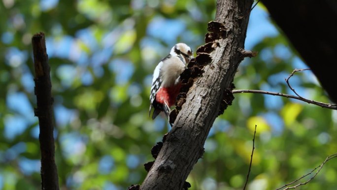 成年雄性大斑啄木鸟啄食腐烂的死树皮