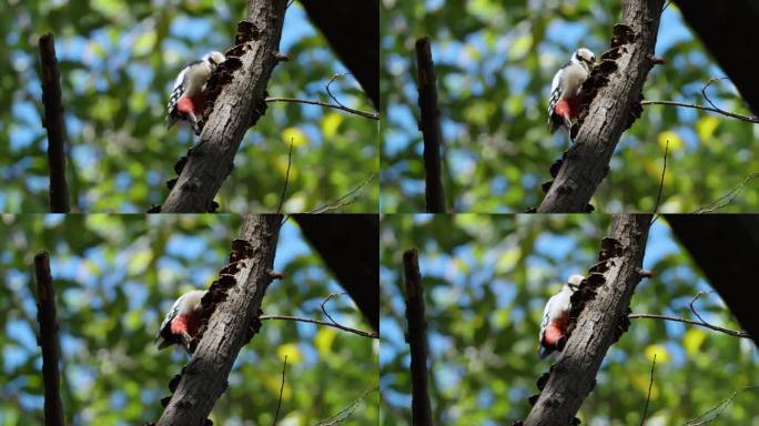 成年雄性大斑啄木鸟啄食腐烂的死树皮