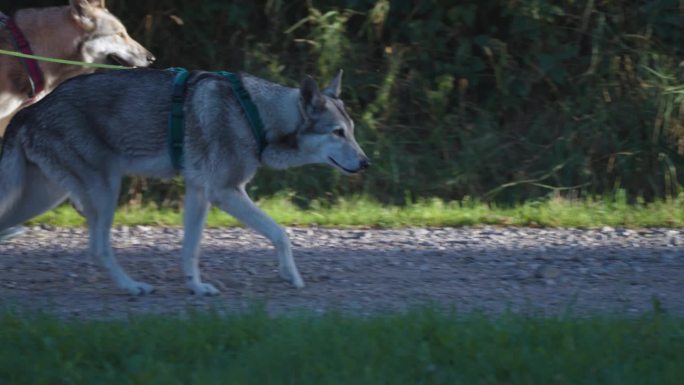 两只捷克斯洛伐克狼狗和它们的训犬师一起散步