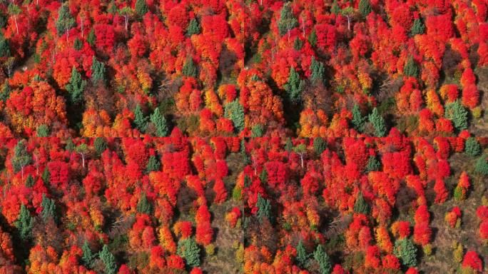 电影无人机航拍惊人的秋天温暖多彩的颜色流行红橙黄绿茂密的白杨树沟森林大塔吉关爱达荷州大提顿斯国家公园