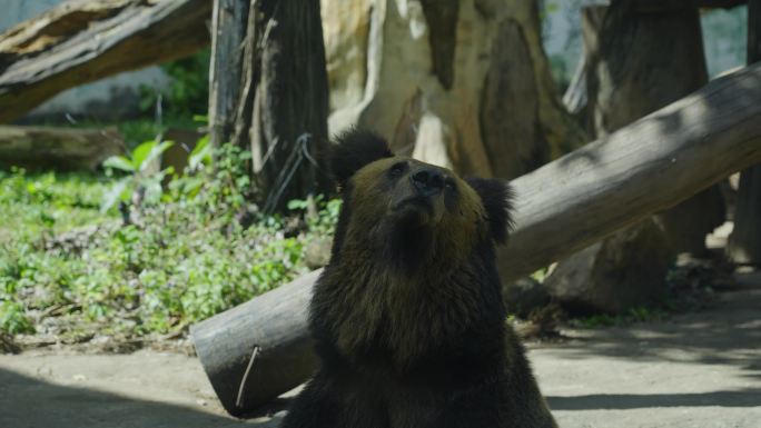 2023广州动物园游览棕熊灰熊黑熊