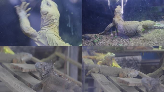 2023广州动物园游览蜥蜴巨蜥