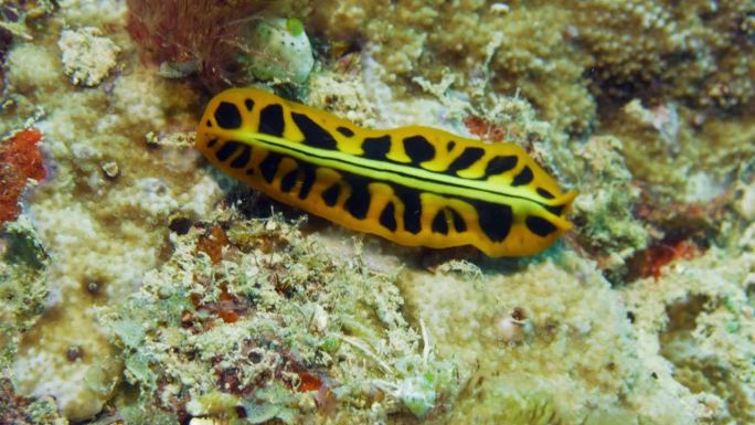 令人难以置信的美丽黄黑相间的扁虫从上面爬在软珊瑚上。