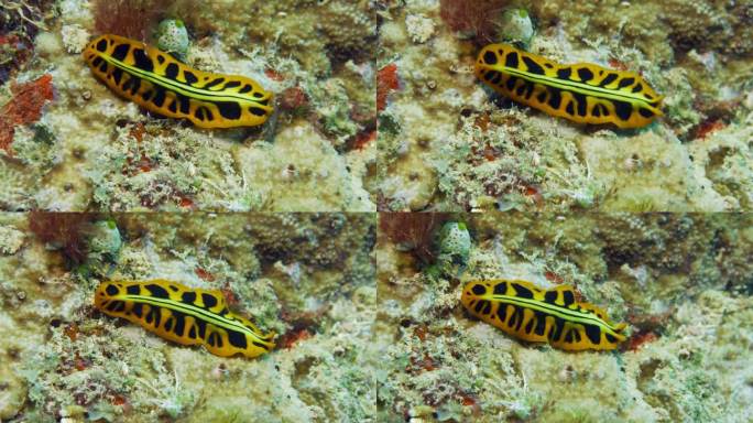 令人难以置信的美丽黄黑相间的扁虫从上面爬在软珊瑚上。