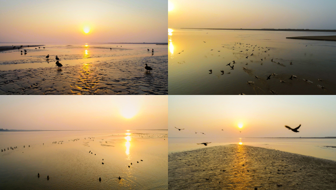 大雁唯美黄河日落夕阳候鸟