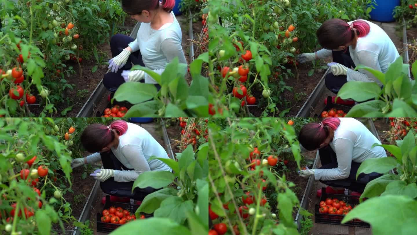 在温室里收割西红柿的妇女。蔬菜新鲜，营养健康适当。