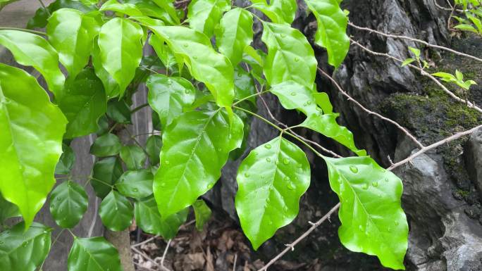 植物翠绿欲滴鲜亮