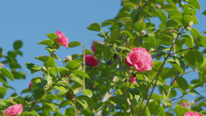 山茶品种花与复制空间。花园里的大朵粉红色山茶花。关闭了。