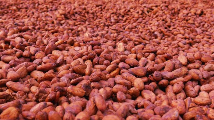 有机可可豆和棕色可可种子来自新鲜的可可果实，经过发酵，在农场的阳光下晒干