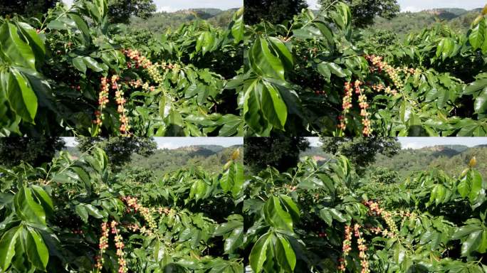 咖啡云南咖啡豆咖啡