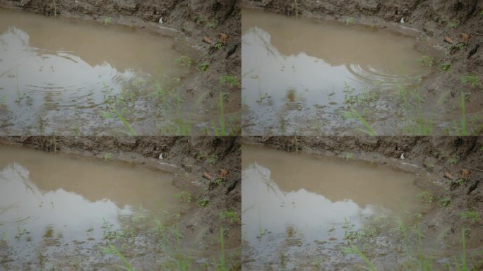 雨水打在地上的泥坑上。