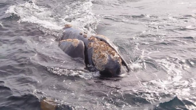 南露脊鲸的巨大头部表面喷出水，它的嘴和皮肤的纹理以及它脸上生长的藤壶可见