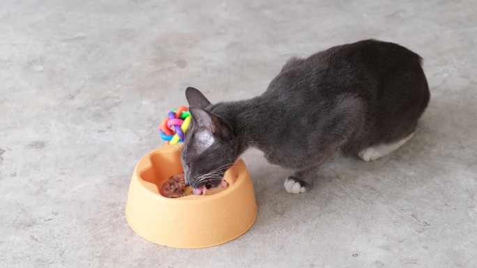 饥饿的猫从地上的碗里狼吞虎咽。