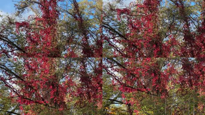 阳光明媚的早晨，树上挂着红叶的少女葡萄
