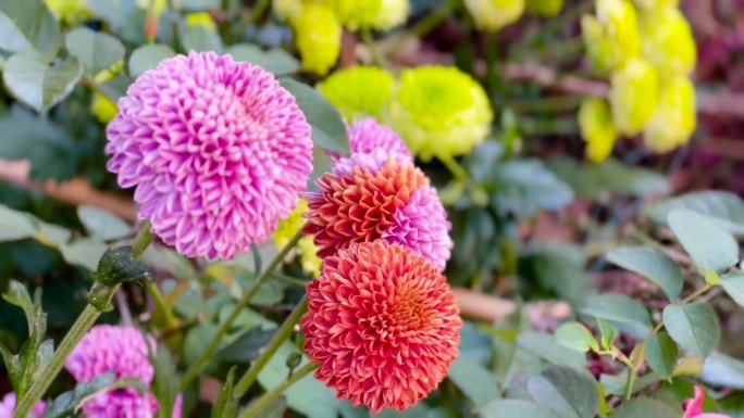 各种菊花 菊花盛开 风吹菊花摇曳花枝