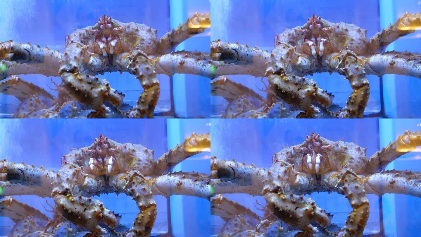 餐厅水箱里的大螃蟹