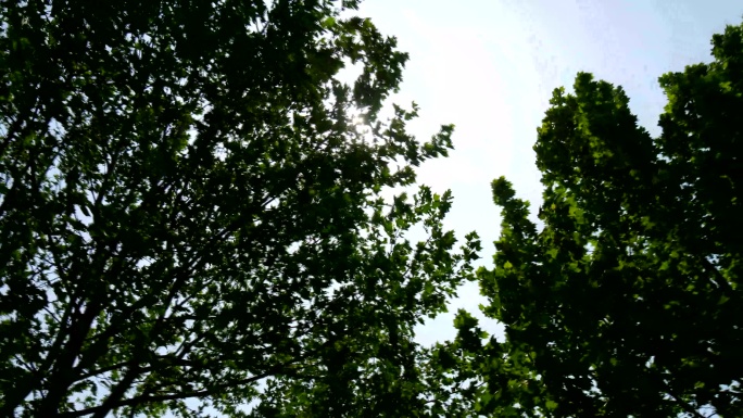 光环 杨树 阳光 光柱