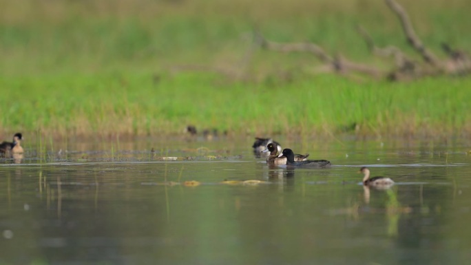 早上湿地里的丛鸭或丛鸭，还有小灰头鸭和其他鸭子