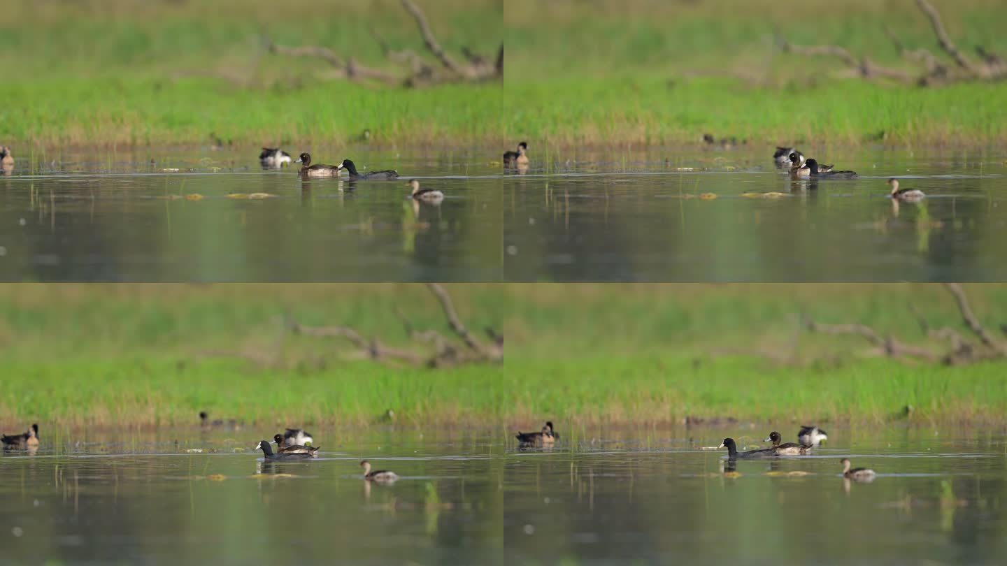 早上湿地里的丛鸭或丛鸭，还有小灰头鸭和其他鸭子