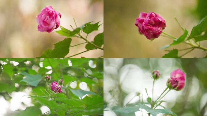 成都芙蓉花