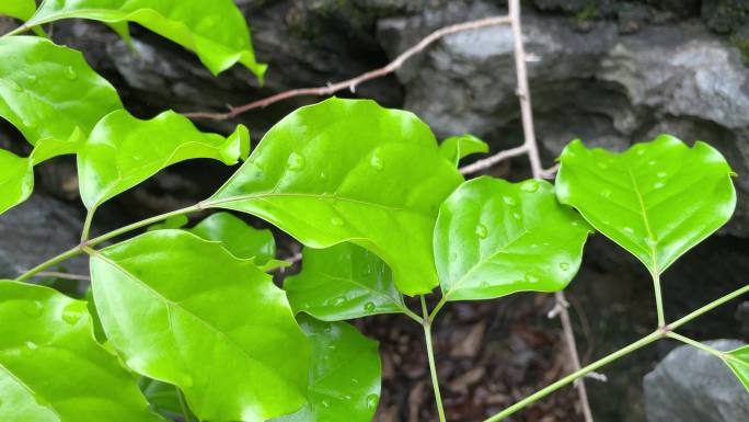 植物翠绿欲滴鲜亮