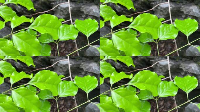 植物翠绿欲滴鲜亮