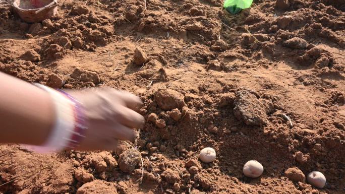 用手把土豆块茎种在地里。