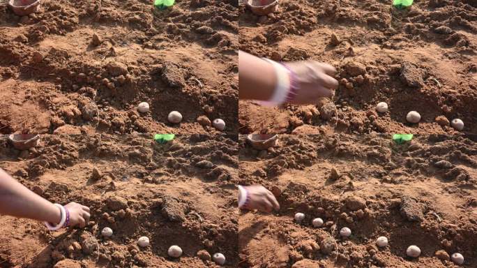 用手把土豆块茎种在地里。