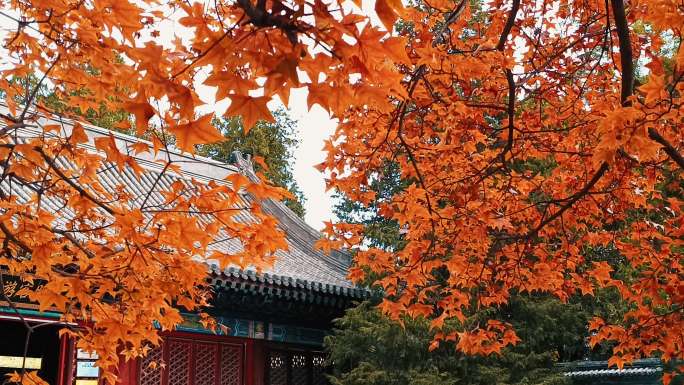 北京香山红叶秋天红色的枫叶