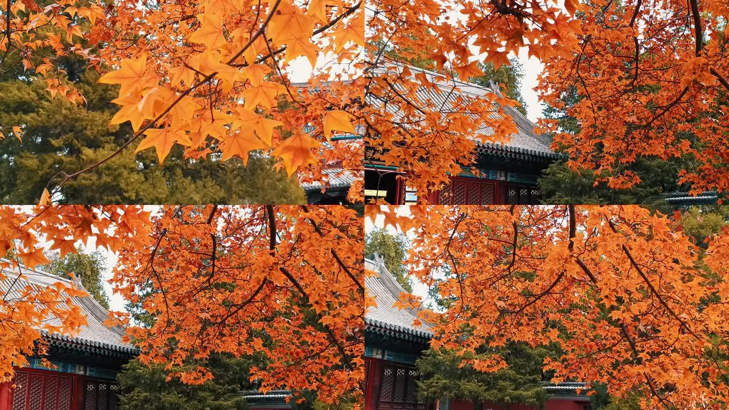 北京香山红叶秋天红色的枫叶