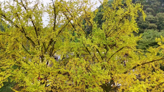 航拍铜梁慧光寺银杏秋色