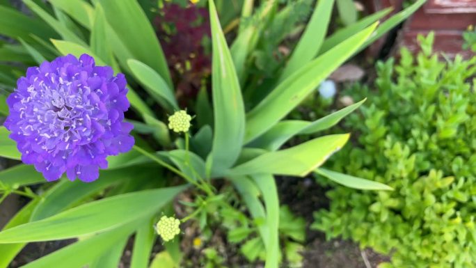 紫花野疥疮头