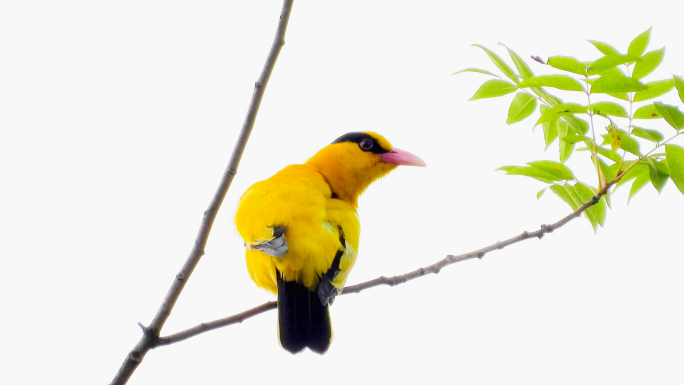 树枝上漂亮的黄鹂鸟，黄鹂鸟梳理羽毛