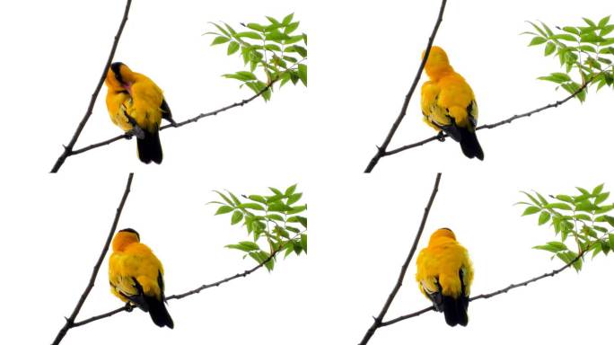 树枝上漂亮的黄鹂鸟，黄鹂鸟梳理羽毛