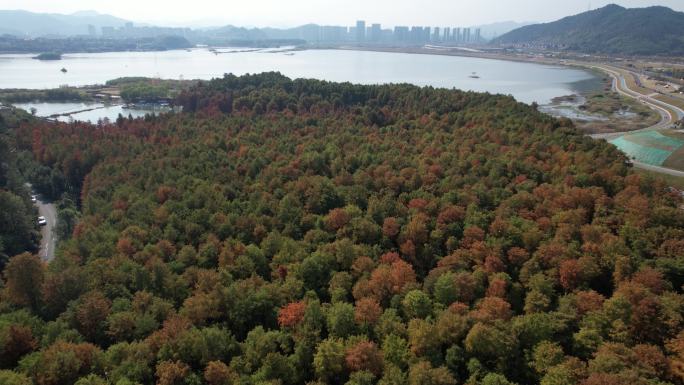 杭州临安青山湖水上森林