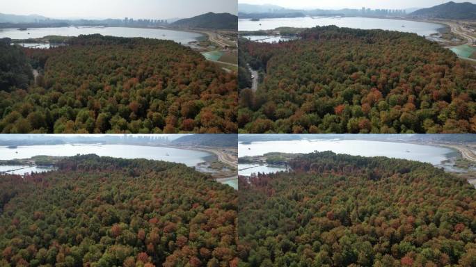 杭州临安青山湖水上森林