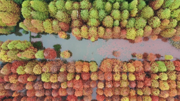 秋季水杉