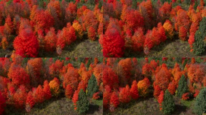 电影无人机航拍令人惊叹的秋天温暖多彩的颜色流行红橙黄绿茂密的白杨树沟森林大塔吉山口爱达荷州大提顿斯国