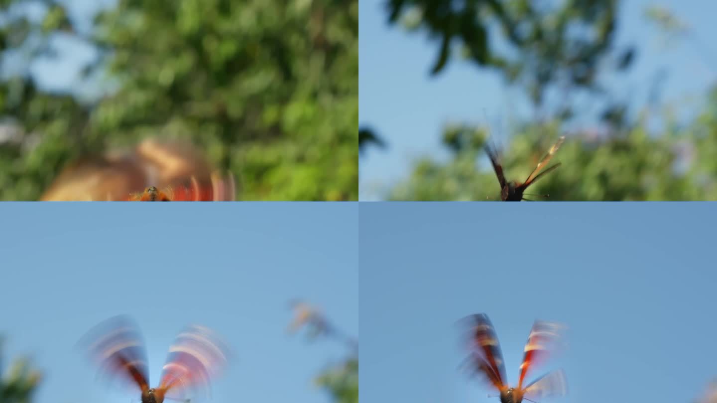 蝴蝶在一个女孩的手上飞走了，相机追着蝴蝶第一个视角的镜头特写